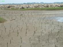 Locally collected Rhizophera propagules planted around existing mangrove patches.