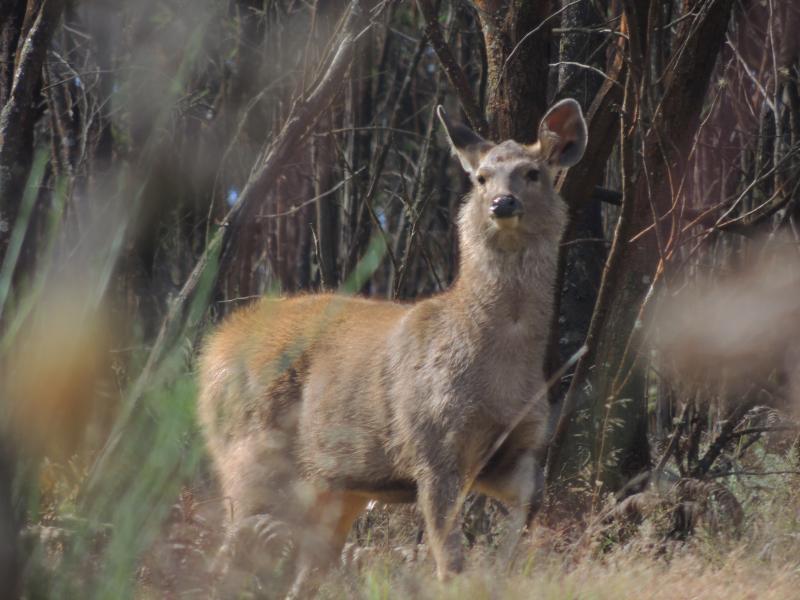 A young Sambar deer in a grassland invaded by Wattle in Nilgiris.