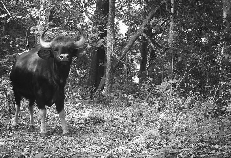 The Gaur (Bos gaurus), is the largest bovine in south Indian forests and in most parts of the Westerng Ghats, they are generally shy and avoid areas with human activities