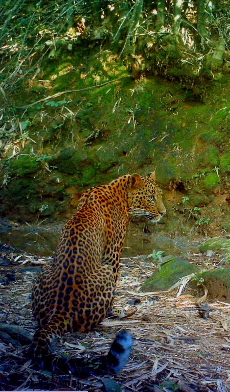 A leopard drinking water, a camera trap photo from the Shencottah Gap