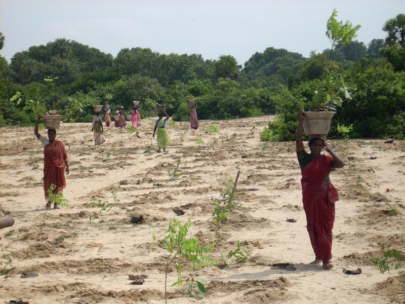 Wome self help group members planting tropical dry evergreen forest species at a site near Cuddalore.