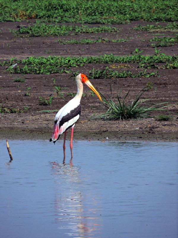 A painted stork at Ousteri lake at Pondicherry - clicked during the GBBC event in Feb, 2016.