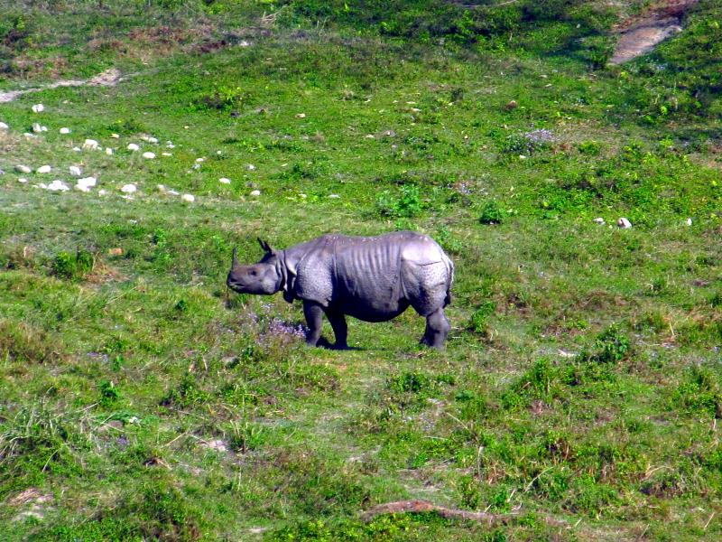 The Indian rhinoceros (Rhinoceros unicornis), along the banks of river Teesta in Gorumara National Park