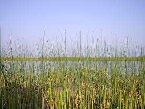 Reeds are one of the key resources that are no longer harvested.