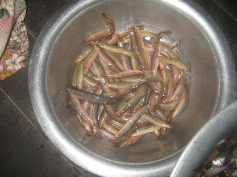 Local fish caught along the Tuivang river in Manipur