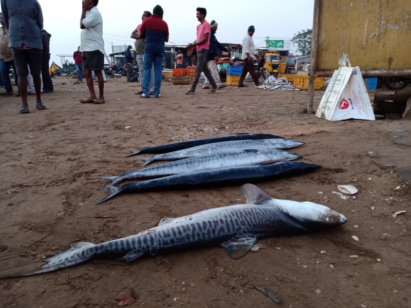 Monitoring shark and ray landings on the east coast of India