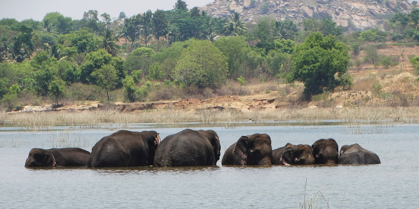 The Study and Conservation of Male Asian Elephants in a Human Dominated Landscape in Southern India