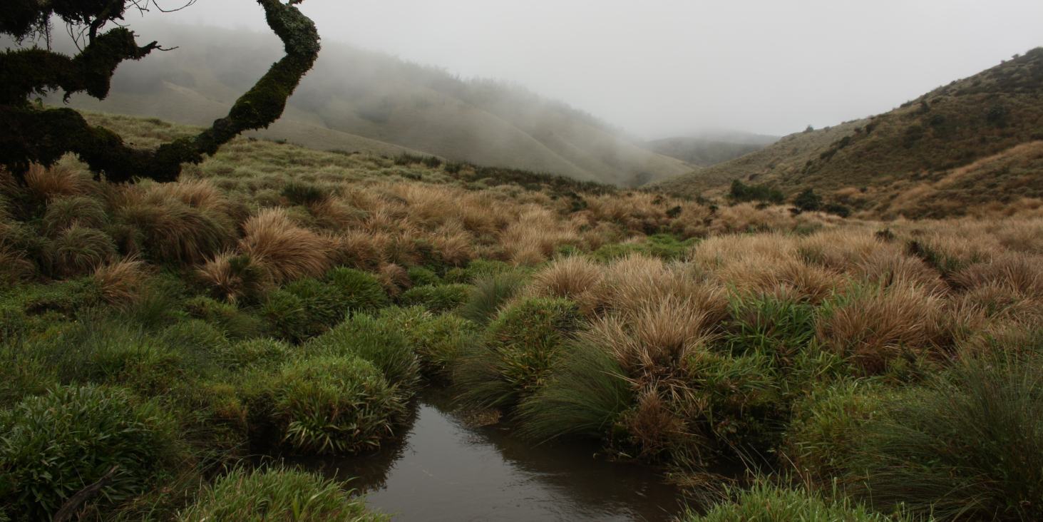 Nilgiris Shola Grasslands