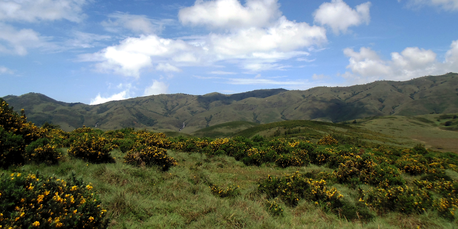 Nilgiris Shola Grasslands