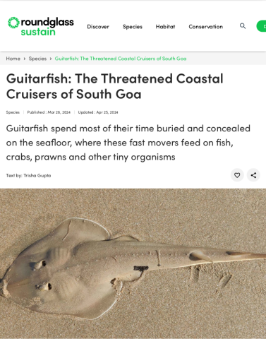 Guitarfish: The Threatened Coastal Cruisers of South Goa.