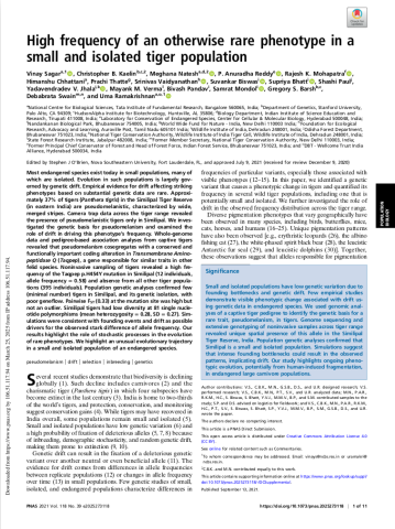High frequency of an otherwise rare phenotype in a small and isolated tiger population