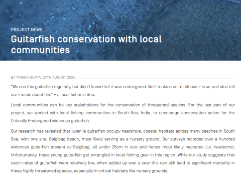 Gupta 2024_ guitarfish