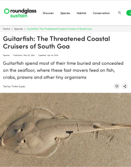 Guitarfish: The Threatened Coastal Cruisers of South Goa.