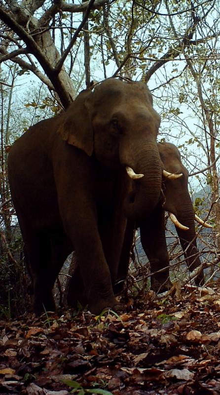 Elephant movement across the Shencottah gap has been disrupted due to linear intrusions